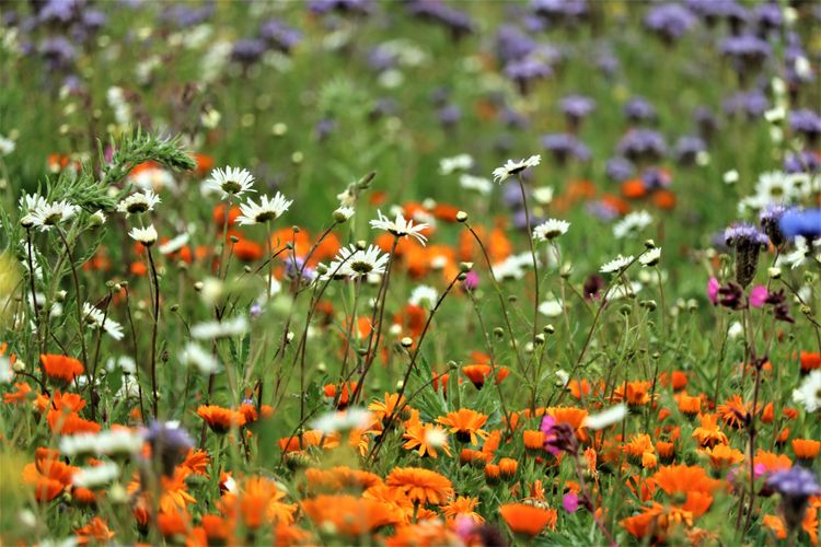 ecology background image relative z-1